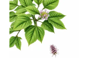 Patchouli: Oil Unlock The Secret to Timeless Beauty and Wellness